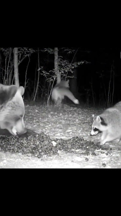 The Bear Growls, Fox Runs Away — But the Raccoon Keeps Eating!