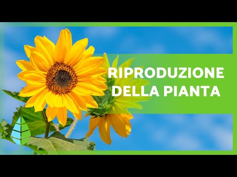 Video: Le piante si riproducono sessualmente?