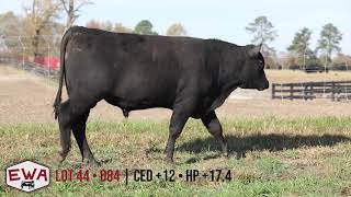 2021 Edgewood Angus Bull Sale | Lot 44