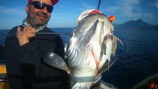 GIANT WHITE GROUPER ON NEW ZOGA By FURUNO GP1971F GIANT WHITE GROUPER ON NEW ZOGA By FURUNO GP1971F