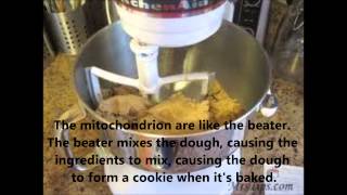 A Cell is Like Baking a Cookie