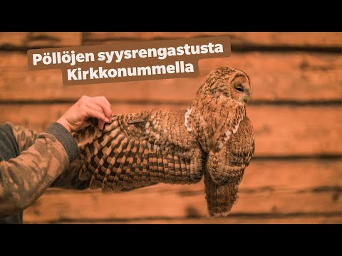 Video: Miksi Joistakin Meistä Tulee Pöllöjä, Kun Taas Toisista - Haukat - Vaihtoehtoinen Näkymä