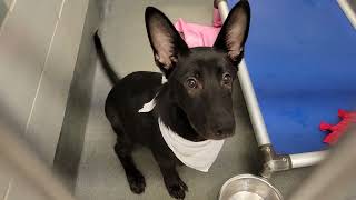 acs A678380
