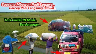 PERAWATAN TIDAK MAKSIMAL,PADI LOGAWA 1BAU CUMA DAPAT 3,6 TON,.#mbawon#Mesintreser #mesinperontokpadi