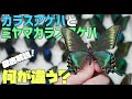 【何が違う？】カラスアゲハとミヤマカラスアゲハの見分け方を徹底解説！【昆虫標本】
