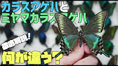 昆虫標本の作り方 蝶 Youtube