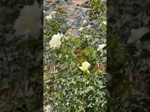 Myrtus