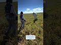 Olha que bicha doída essa vaca 🐄 🤠😱 #pecuarista #agro #shortsviral #fazenda #cavalo