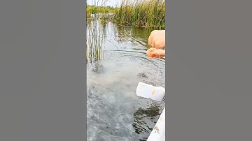 Thủy quái da trơn sống lâu năm bị kéo lên bờ #fishing #cothebanchuabiet #shortvideo #nhungdieuthuvi