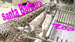 Santa barbara zoo | things to do in southern california