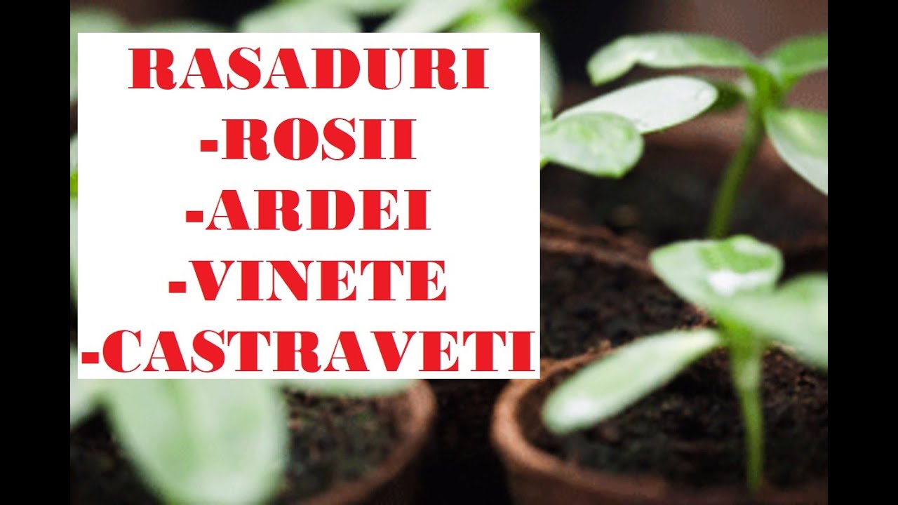 Fițuica grădinarului- producerea răsadurilor de roșii, ardei, vinete, castraveți-