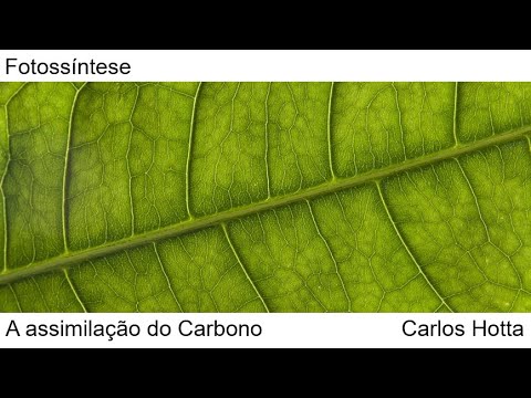 Vídeo: Qual é o primeiro produto estável da assimilação de carbono?