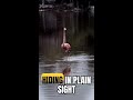 Scientists Just Found a Bird That Shouldn't Exist in Indonesia #Shorts