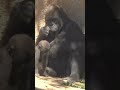 Gorilla baby❤️💛 walking around 🧡