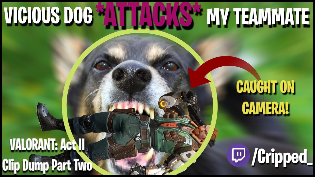 *VICIOUS* DOG ATTACKS MY TEAMMATE - CAUGHT ON CAMERA!! - Valorant Act II Clip Dump Part 2 (Cripped)