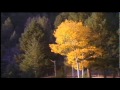 Miniature de la vidéo de la chanson The Woods Is Alive: Morning