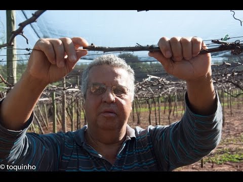 Vídeo: Sergey Sadov Sobre O Cultivo De Uvas E Lírios