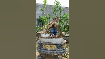 # Tạo tác# phôi duối Cổng làng#Đẹp#