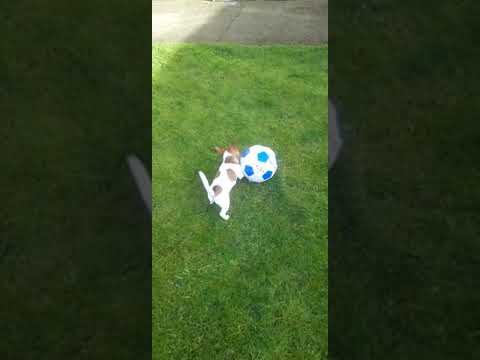 Video: Oyuncaq Manchester Terrier Köpək Hipoallergenik, Sağlamlıq Və Ömür