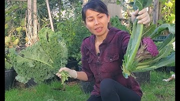 Thu Hoạch Cải Xoán và bông Cải Tim (Vườn Rau Sao Nhà) Harvesting Kales & Purple Cauliflower