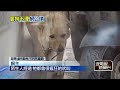 直擊鄰居疑「揮棒毆狗」！ 動防所：沒流血骨折不算虐待