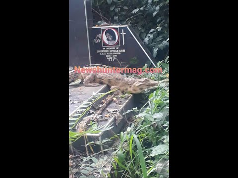 Bono Region: Crocodile found at a cemetery in Chiraa