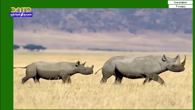 Ең жақсы жыныстық позиция