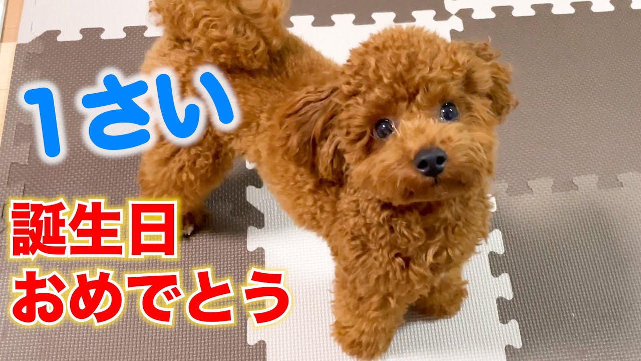 トイプードルのテト】お誕生日おめでとう〜1歳になりました - YouTube