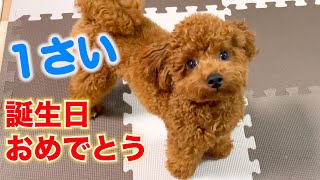 トイプードルのテト】お誕生日おめでとう〜1歳になりました - YouTube