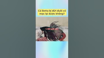 Cá Betta bị đứt đuôi có mọc lại được không? #bandabietchua #animals #khampha #fish #bettafish