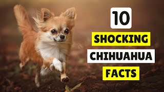 10 Chihuahua Facts You Never Knew