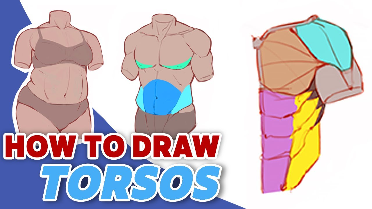 the COMPLETE GUIDE to drawing TORSOS! [Character Design Bootcamp - Day 7]