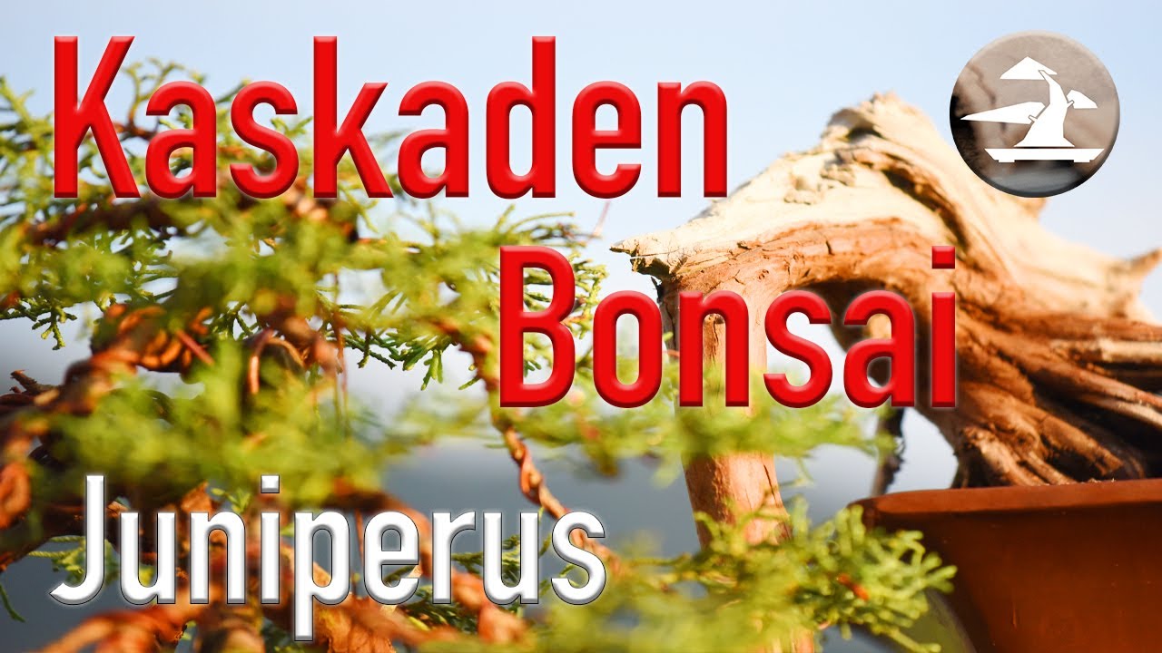Kaskaden Bonsai! Eine anspruchsvolle, aber auch wunderschöne Gestaltungsform!