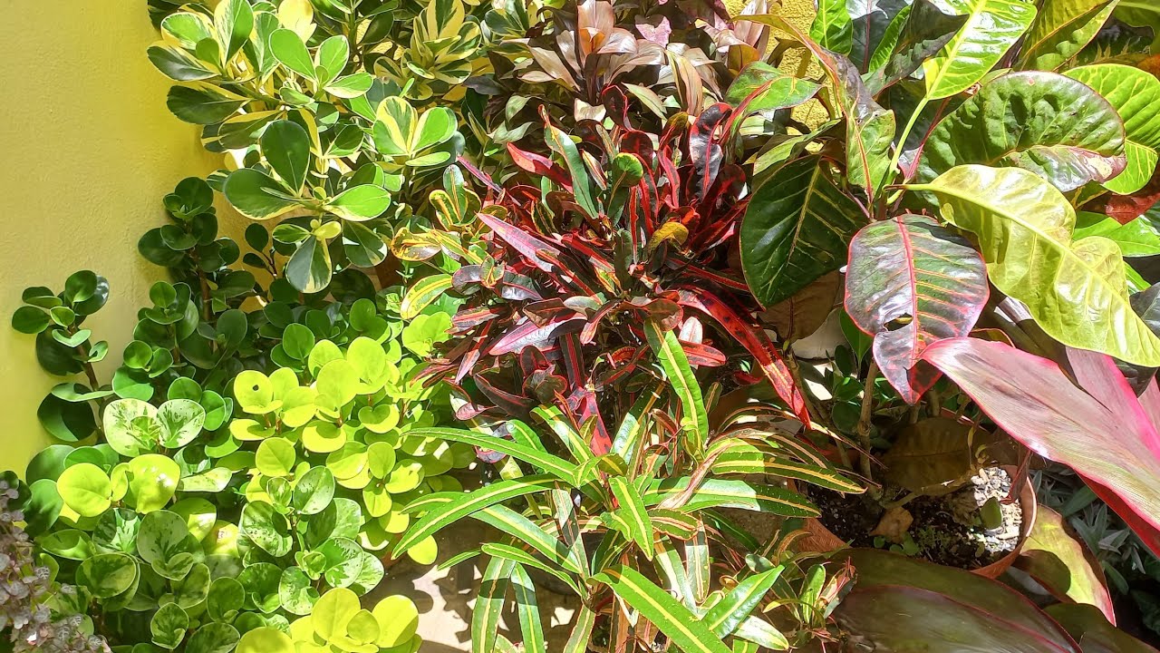 Plantas que amam ser cultivadas em vasos e ficam lindas.