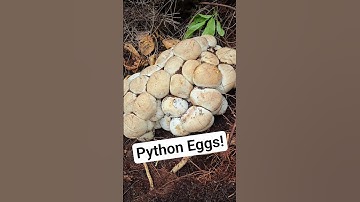 Python Nest #python #snake #shorts #wildlife #nature #dangerous #herping #crazy #florida #nest #eggs
