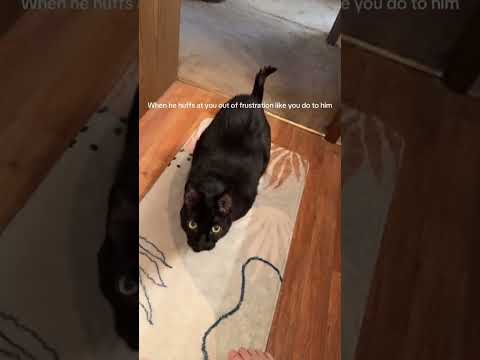 Baby has ONE white whisker 😭