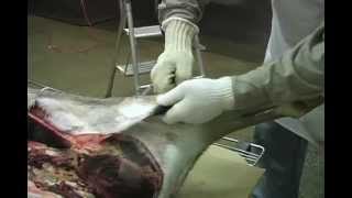 SW9198 Practical Game Processing from Field to Freezer
