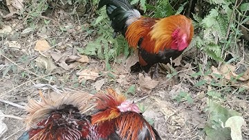 Dib qaib qus 6/4/2024