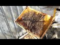 Как весной нужно расширять пчелосемьи