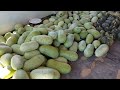 vlog colhendo e vendendo  melancia e milho no sertão