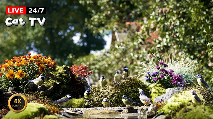 Watch the video about 🔴24/7 LIVE Cat TV 😺 Birds In The Colorful Garden🐦🌿