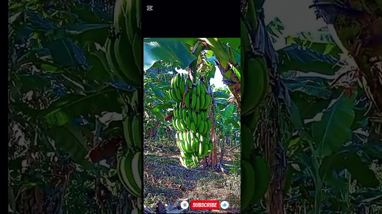 Impresionante todos los frutos que tenemos en el conusco.😱😱