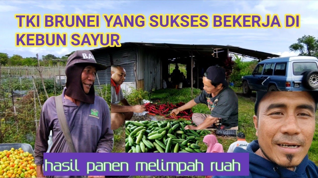 INILAH TKI BRUNEI YANG SUKSES DI PERKEBUNAN SAYUR