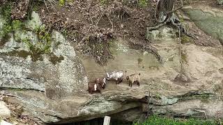 kid goats on rock