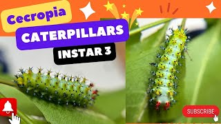 Hyalophora Cecropia caterpillars instar 3