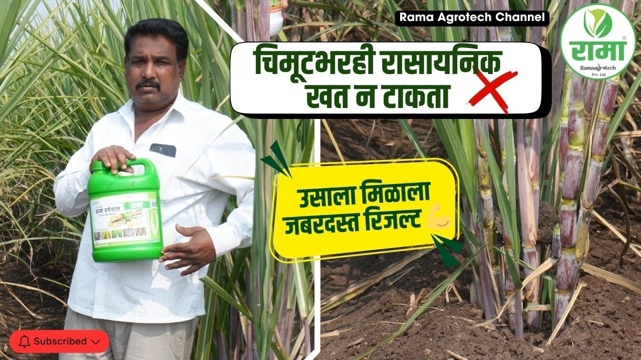 चिमूटभरही रासायनिक खत न टाकता 🌱 उसाला मिळाला जबरदस्त रिजल्ट 💪🔥 #ramaagrotech  #sugarcanefarming
