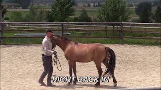 Horse Training: Master Foot Handling & Farrier Prep