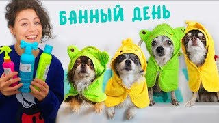 Собаки Купаются! Банный День Для Питомцев! Что Натворила Юми? Чем Отличается Эйван От Девочек?!