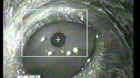 ISCAN Mouse Eye Tracking