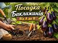 Посадка Баклажанів від А до Я